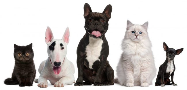 Photo of cats and dog illustrates blog "Pet Insurance: What You Need to Know"