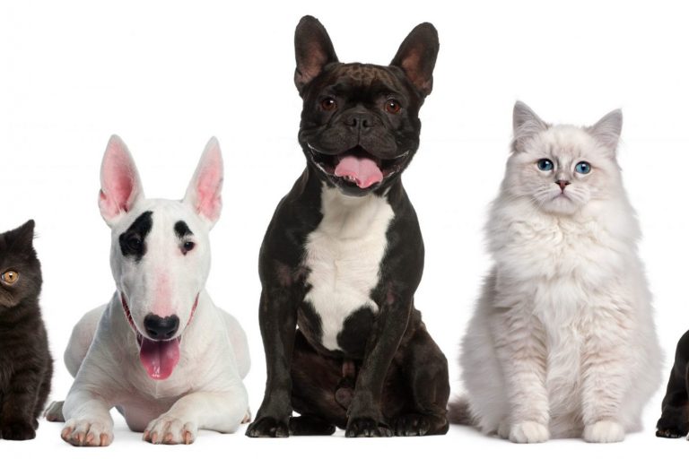 Photo of cats and dog illustrates blog "Pet Insurance: What You Need to Know"