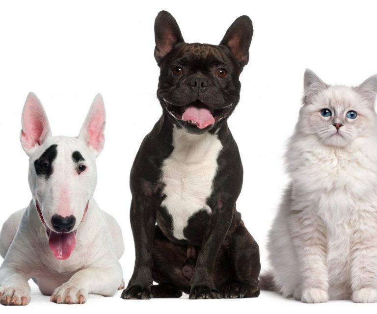 Photo of cats and dog illustrates blog "Pet Insurance: What You Need to Know"