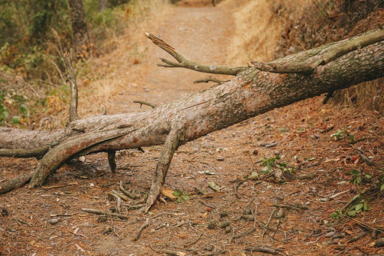 Closeup of uprooted tree illustrates blog "Does Homeowners Insurance Cover Tree Removal?"