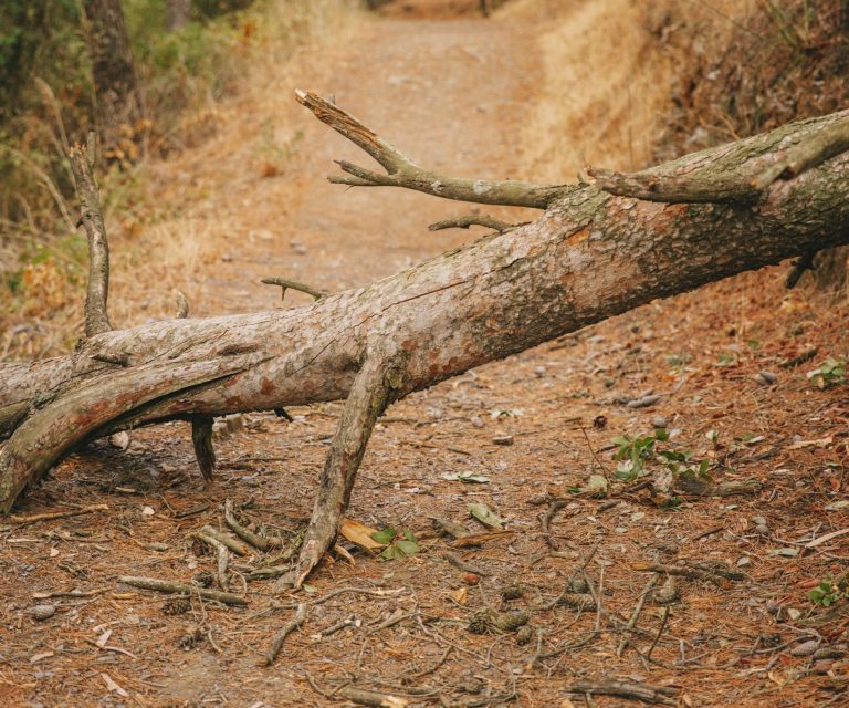 Closeup of uprooted tree illustrates blog "Does Homeowners Insurance Cover Tree Removal?"