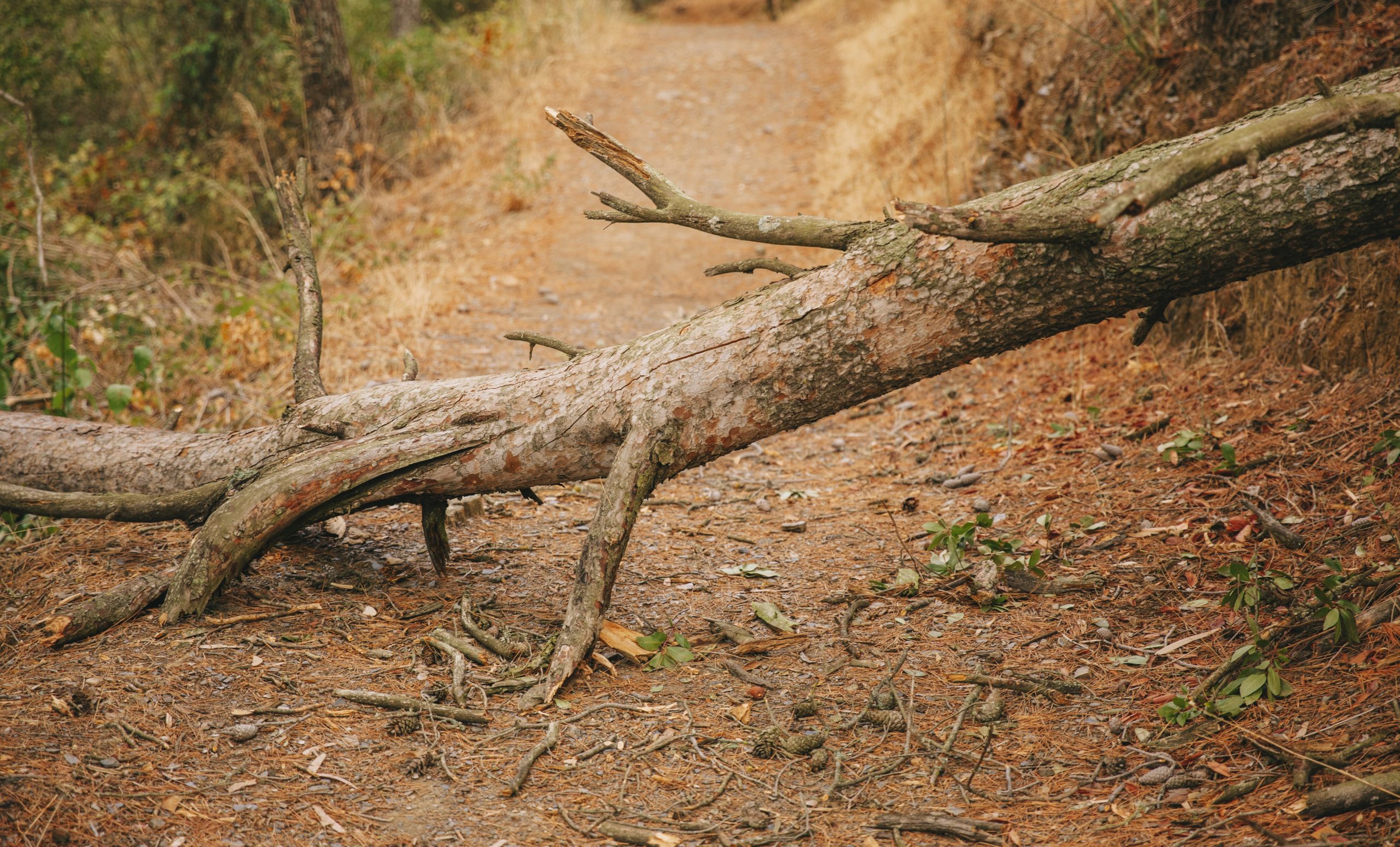 Closeup of uprooted tree illustrates blog "Does Homeowners Insurance Cover Tree Removal?"